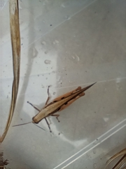 Stenocatantops splendens