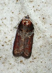 Acleris celiana