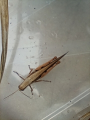 Stenocatantops splendens