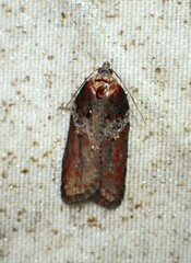Acleris celiana