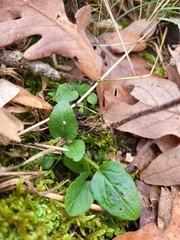 Prunella grandiflora