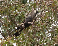 Zanda baudinii
