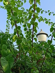 Bougainvillea glabra
