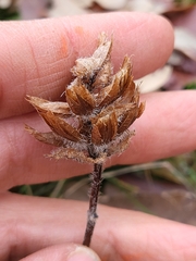 Prunella grandiflora