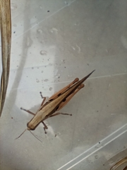 Stenocatantops splendens