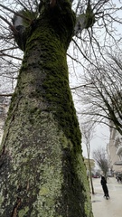 Orthotrichaceae