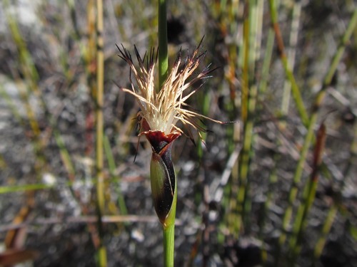 Image of Chrysitrix dodii by (c) douglaseustonbrown, some rights reserved (CC BY-SA)