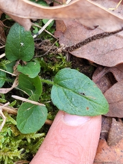 Prunella grandiflora