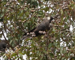 Zanda baudinii
