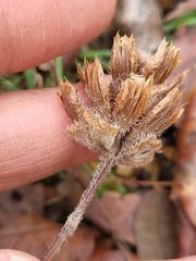 Prunella grandiflora