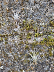 Tillandsia flexuosa