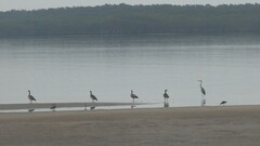 Alopochen aegyptiaca