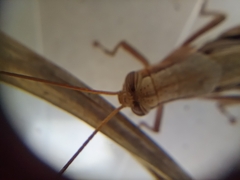 Stenocatantops splendens