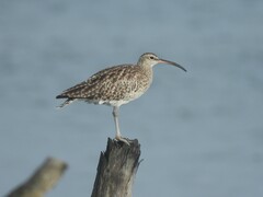 Numenius phaeopus