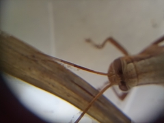 Stenocatantops splendens