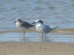 Thalasseus sandvicensis