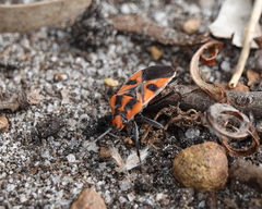 Spilostethus pacificus