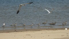 Pluvialis squatarola