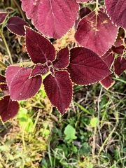 Coleus scutellarioides