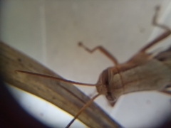 Stenocatantops splendens