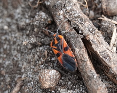 Spilostethus pacificus