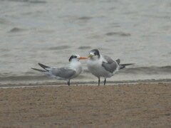 Thalasseus bengalensis