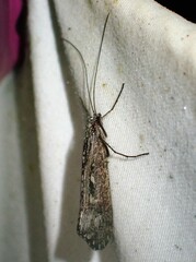 Glyphopsyche irrorata