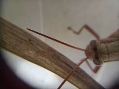 Stenocatantops splendens