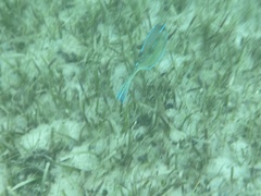 Acanthostracion quadricornis