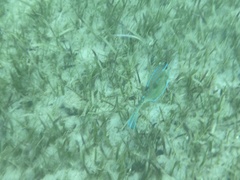 Acanthostracion quadricornis