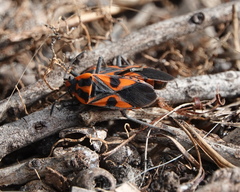 Spilostethus pacificus
