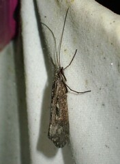 Glyphopsyche irrorata