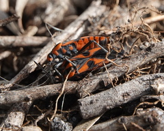 Spilostethus pacificus