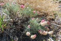Astragalus inaequalifolius