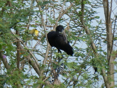 Anastomus lamelligerus