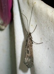Glyphopsyche irrorata