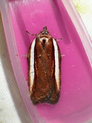 Acleris celiana
