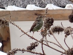 Prinia maculosa maculosa