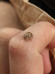 Paropsisterna semifumata