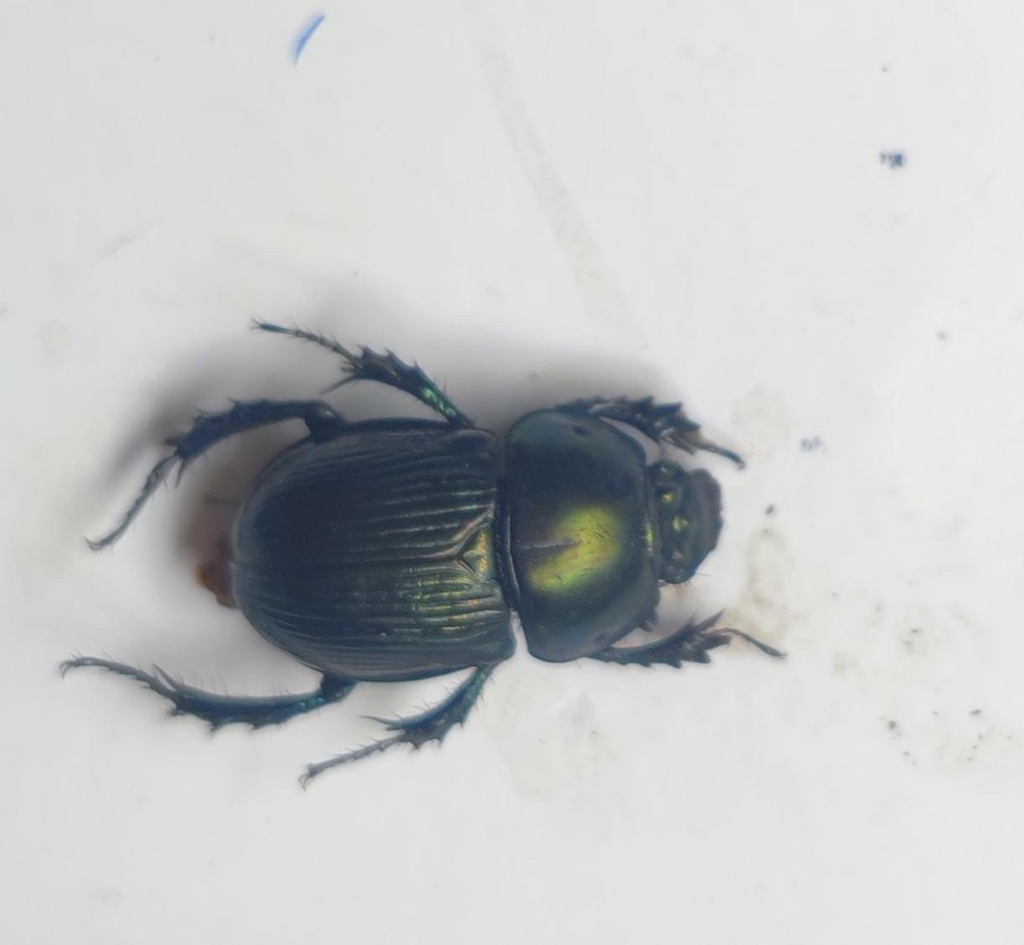 Phelotrupes metallescens