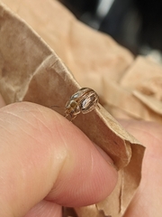 Paropsisterna semifumata