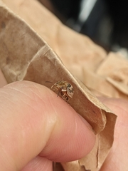 Paropsisterna semifumata