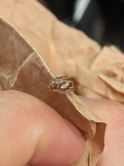 Paropsisterna semifumata