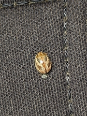 Paropsisterna semifumata