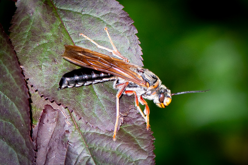 Megalothynnus