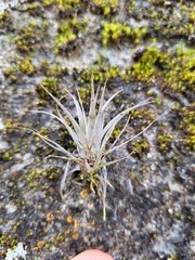 Tillandsia flexuosa