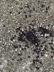 Sylvilagus palustris