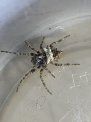 Acanthepeira stellata