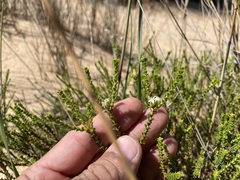 Euchaetis pungens