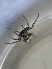 Acanthepeira stellata
